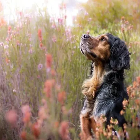 In Ko Obrzeg Near Baltic Apartmán